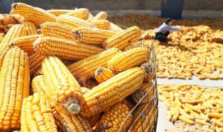 玉米深加工企业 玉米深加工企业