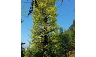 银杏树苗价格表