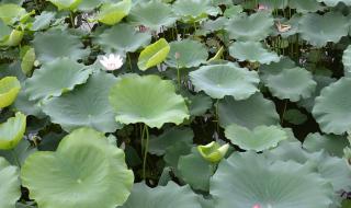 尼康s3100数码相机 尼康s3100数码相机