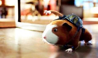 豚鼠特工队2 豚鼠特工队2