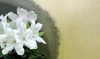 什么东风御柳斜 什么东风御柳斜