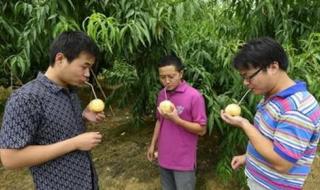 我想吃你的水蜜桃