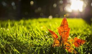 2022年晚立秋热死牛