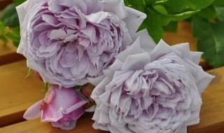 赤橙黄绿青蓝紫图片