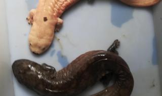 娃娃鱼价值 娃娃鱼价值