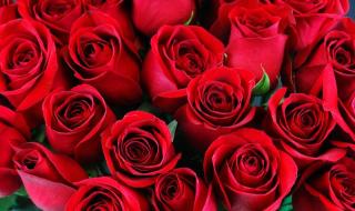 一束红玫瑰 一束红玫瑰