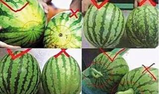 怎么选西瓜 怎么选西瓜