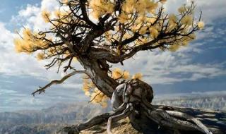 一眼万年mv 一眼万年mv