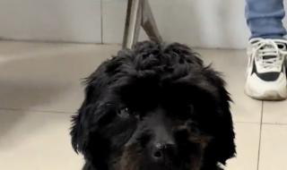 老人火化狗狗满眼泪水 老人火化狗狗满眼泪水