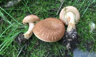 红伞伞白杆杆完整版 红伞伞白杆杆完整版