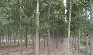 杨树苗价格 杨树苗价格