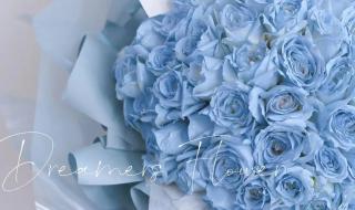 密西根碎冰蓝渐变玫瑰 密西根碎冰蓝渐变玫瑰