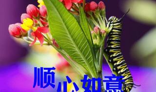 早上好图片最新大图 早上好图片最新大图