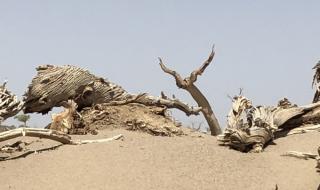 大漠叔叔的真实身份