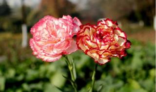 妇女节送什么花最适合 妇女节送什么花最适合