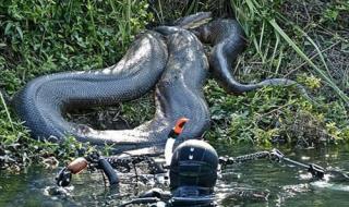 世界上的蟒蛇有多大 世界上的蟒蛇有多大