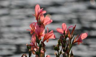 阳江鸳鸯湖公园 阳江鸳鸯湖公园