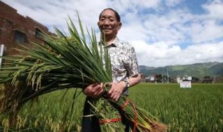 沙漠种植水稻成功